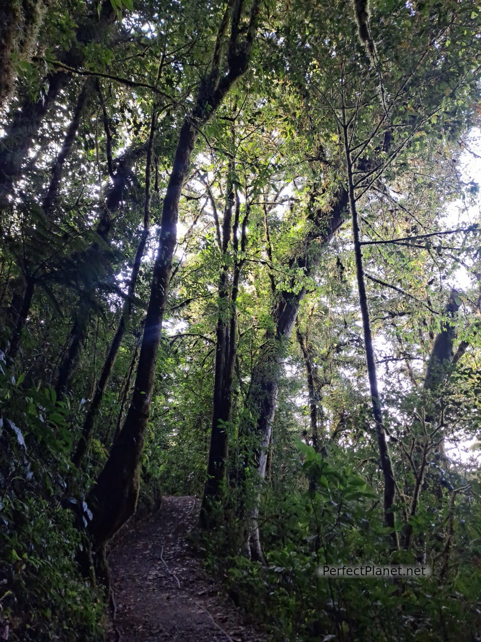 Reserva biológica de Bosque Nuboso de Monteverde