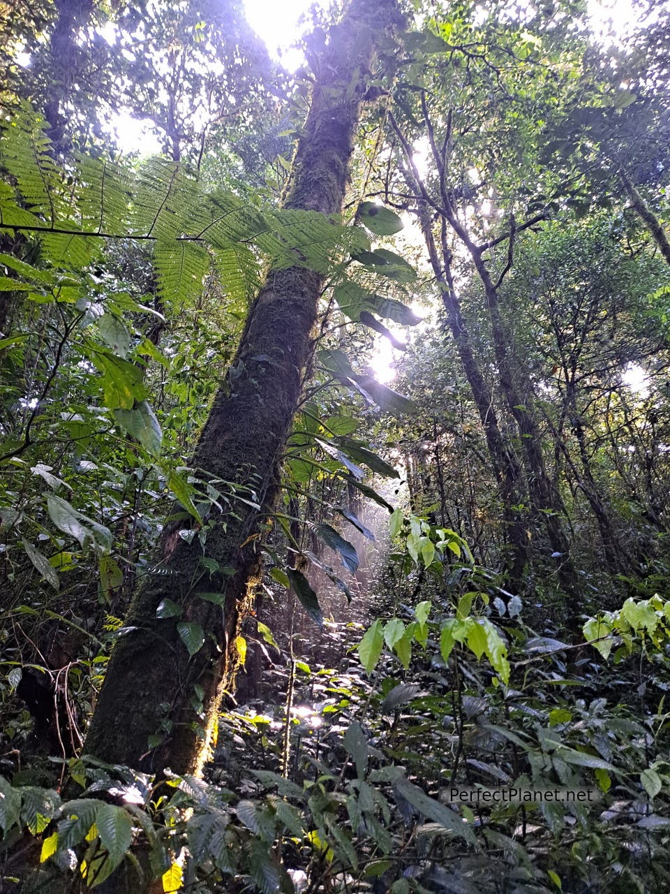 Reserva biológica Bosque Nuboso de Monteverde