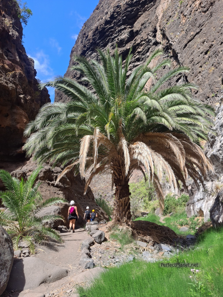 Barranco de Masca