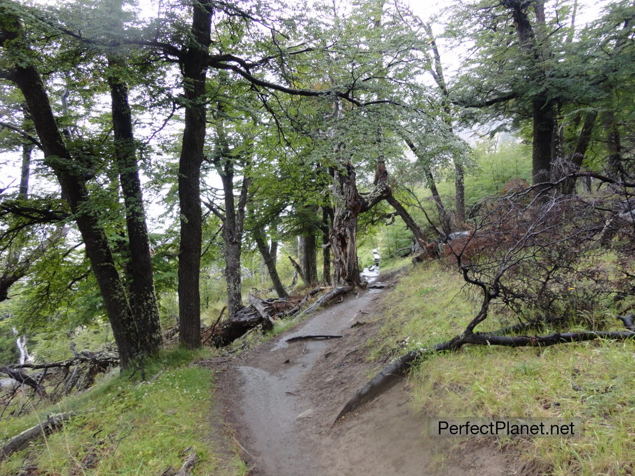 Fitz Roy Path