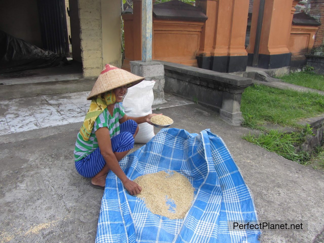 Mujer extendiendo arroz