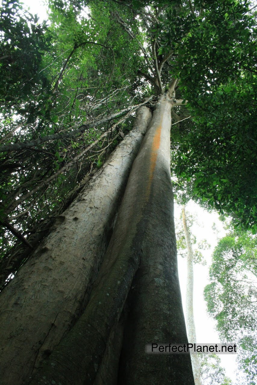 Khao Yai National Park