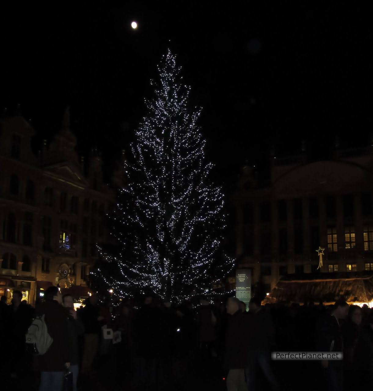 Tree in Grand Place