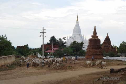 Pastor en Bagan