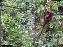Orangutan in Sepilok Rehabilition Center 
