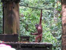Orangutan in Sepilok Rehabilition Center 