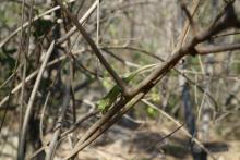 Chamaleon in Anja Reserve