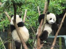 Panda Bears in Chengdu