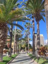 Palm Tree Avenue