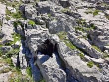 Mountain cat